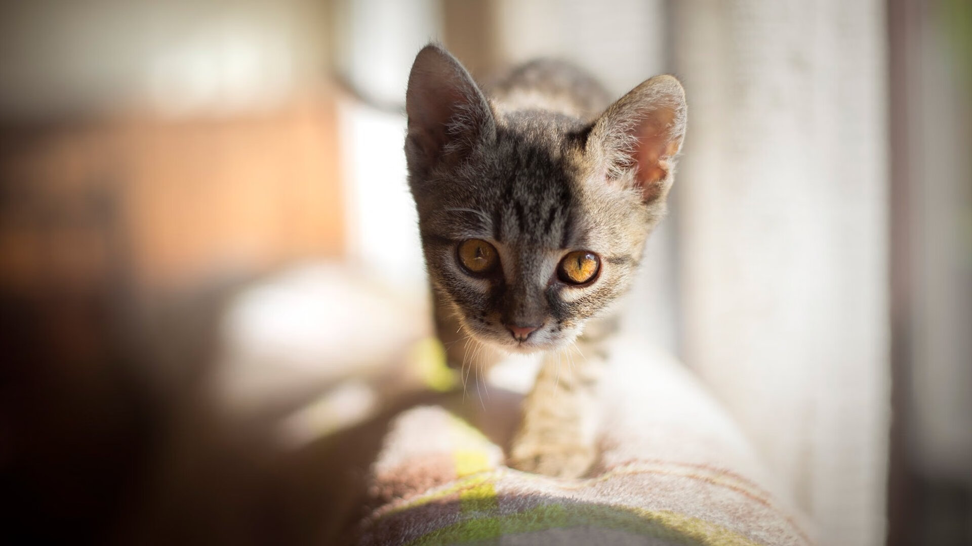 传奇巨星的“黄金时间”回顾:那些令人难忘的高光时刻,黄金传奇多少星